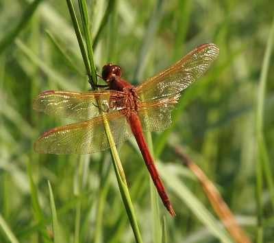 [Dragonfly appears to be an orange color with orange appendages. Its legs are wrapped around a stalk of weed with its back to the camera. The lower right wing is missing the outer two-thirds of it.]